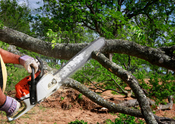 Best Tree Health Inspection  in Bristol, FL